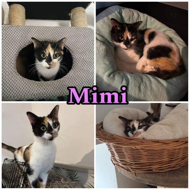 Mimi