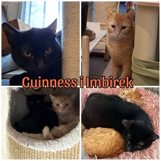 Guinness i Imbirek