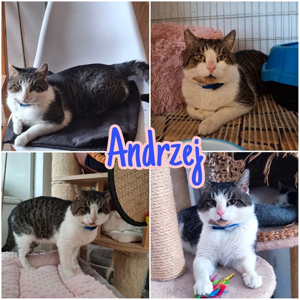 Andrzejek 