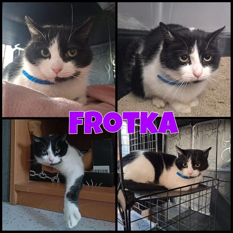 Frotka