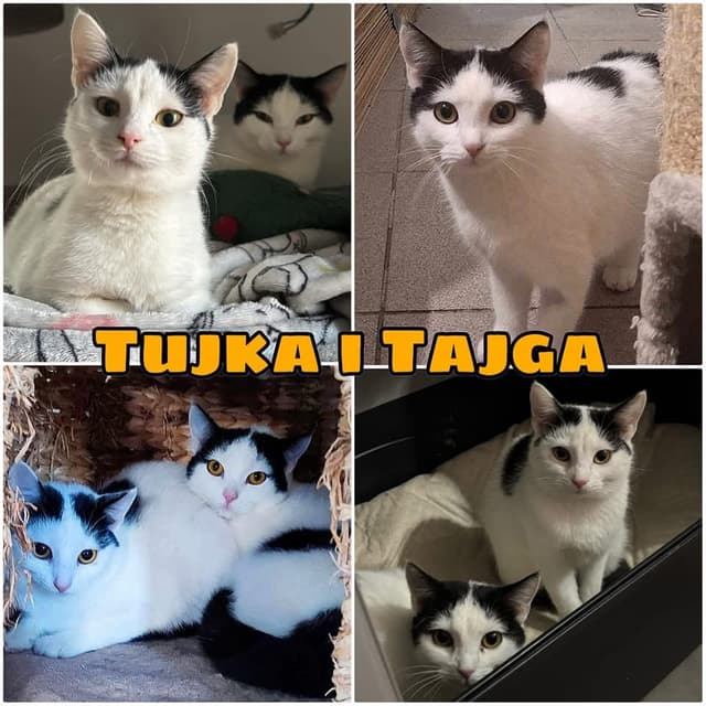 Tujka i Tajga 