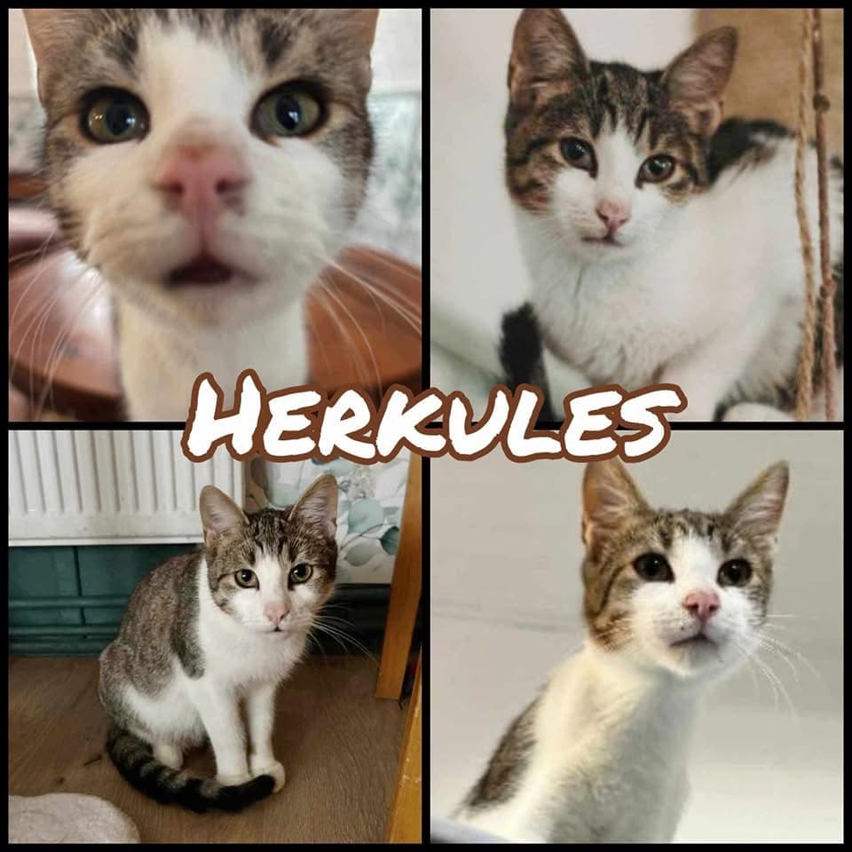 Herkules