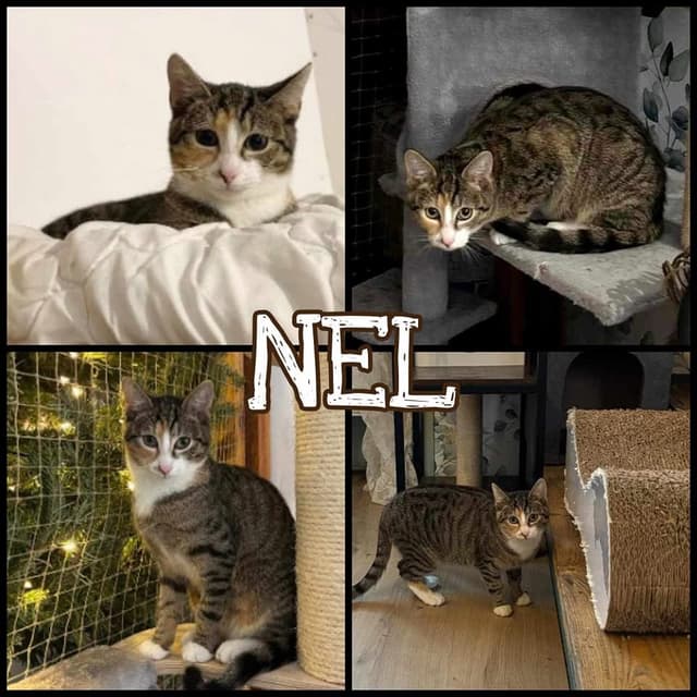 Nel