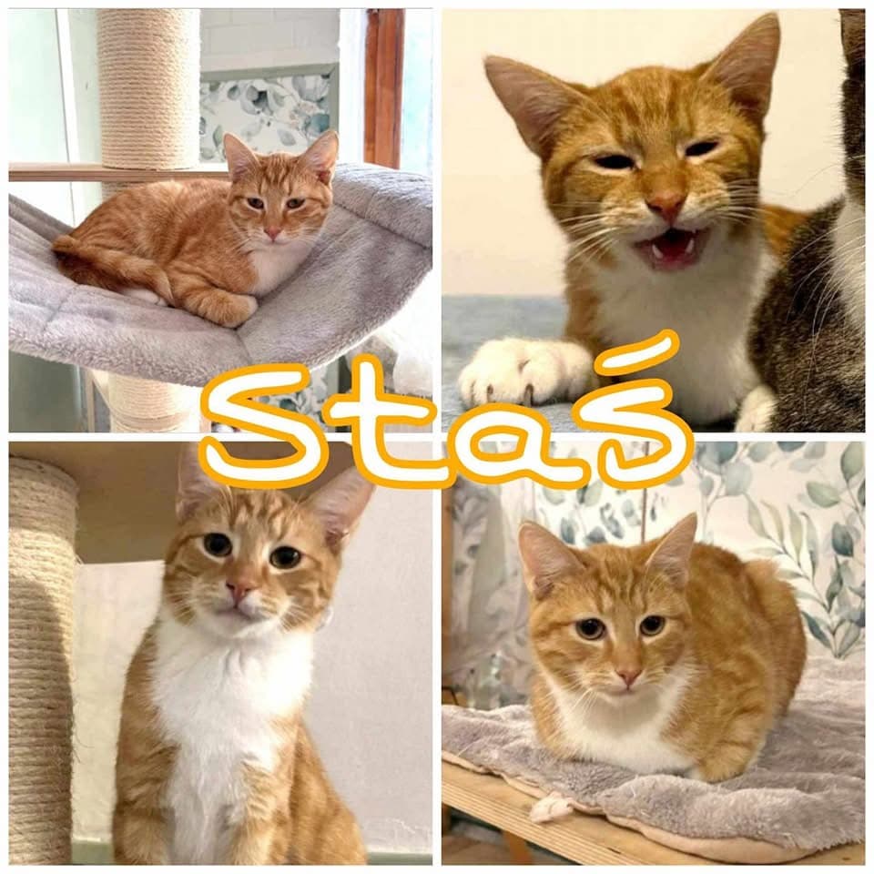 Staś