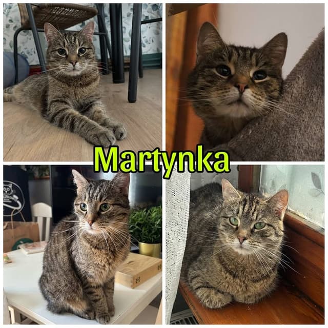 Martynka
