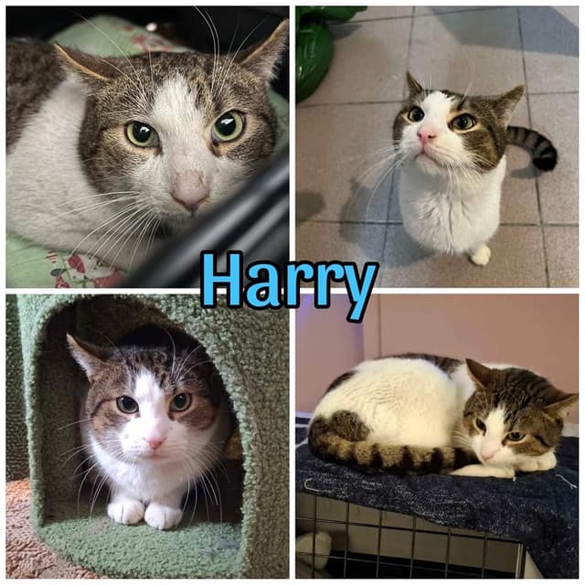 Harry