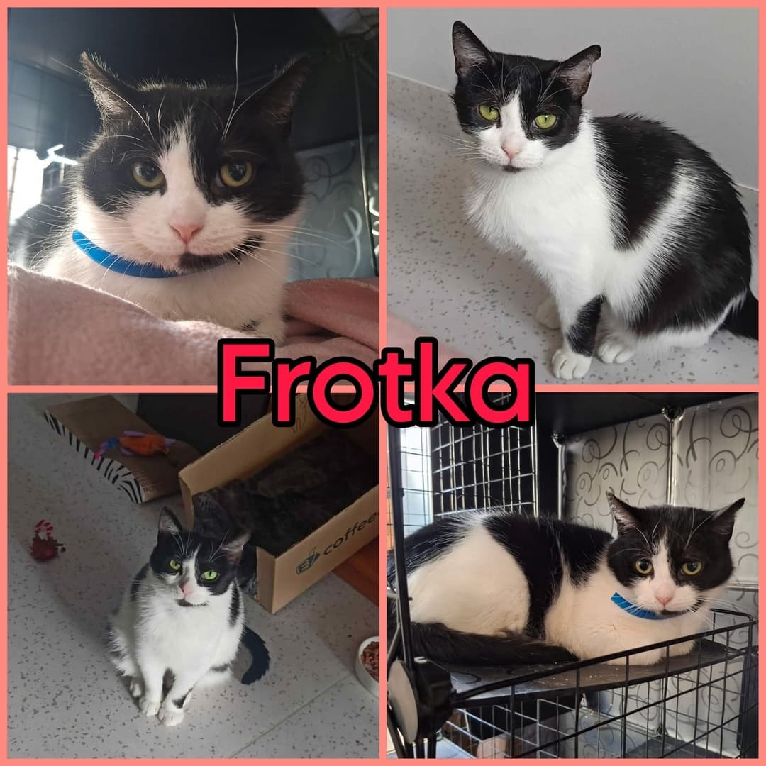 Frotka