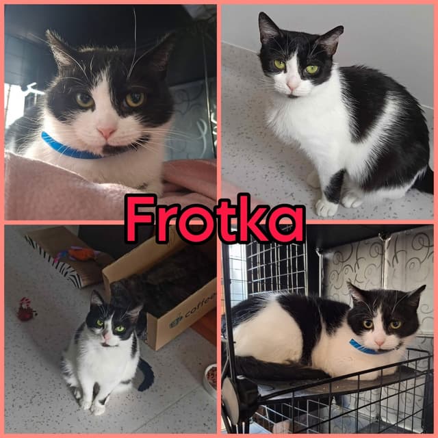 Frotka